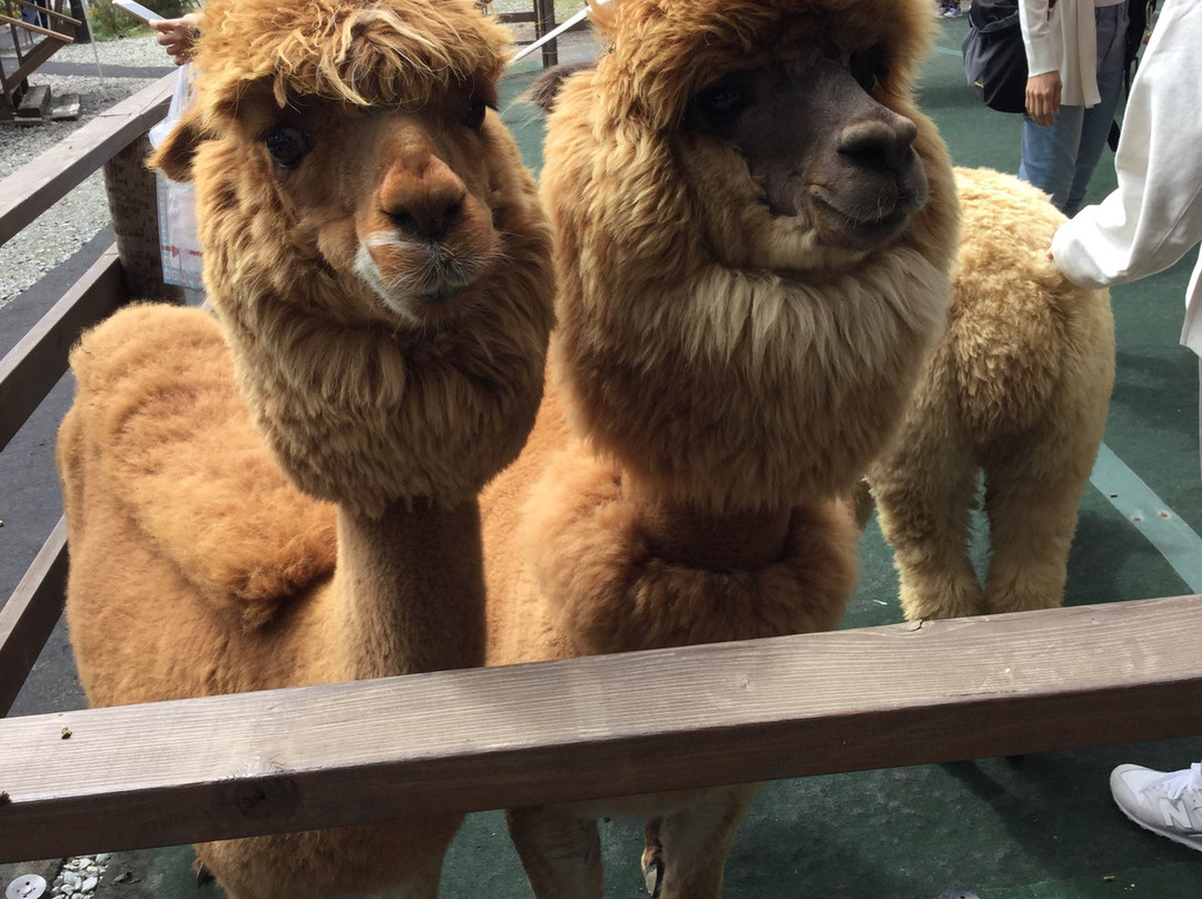 Yatsugatake Alpaca Farm-富士见町必去景点