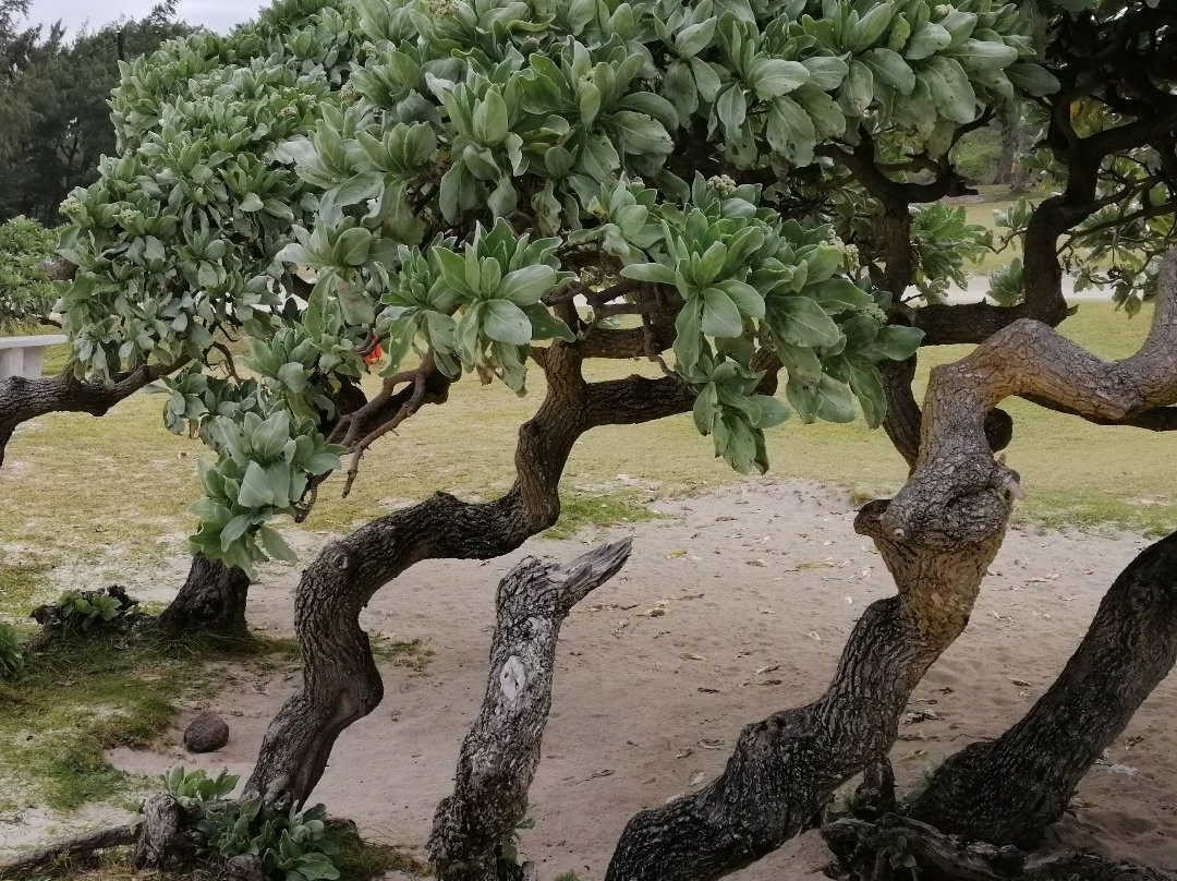 La Cambuse Beach景点图片