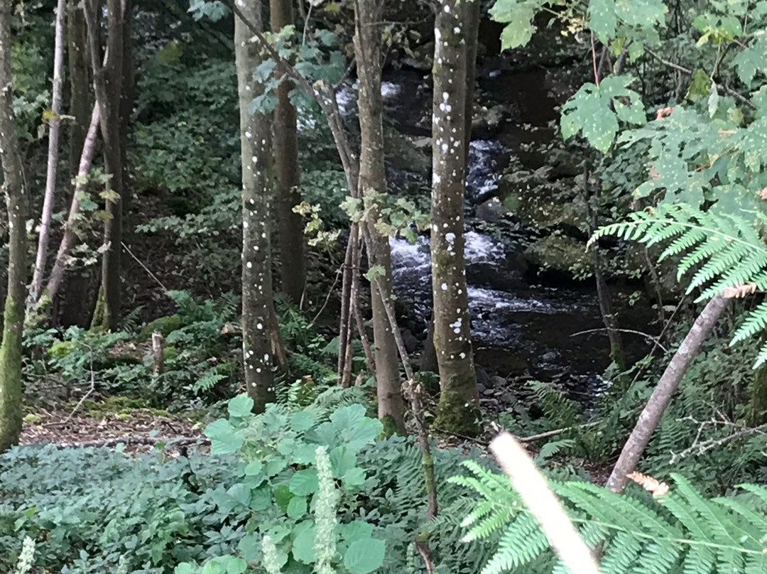 Black Spout Wood景点图片