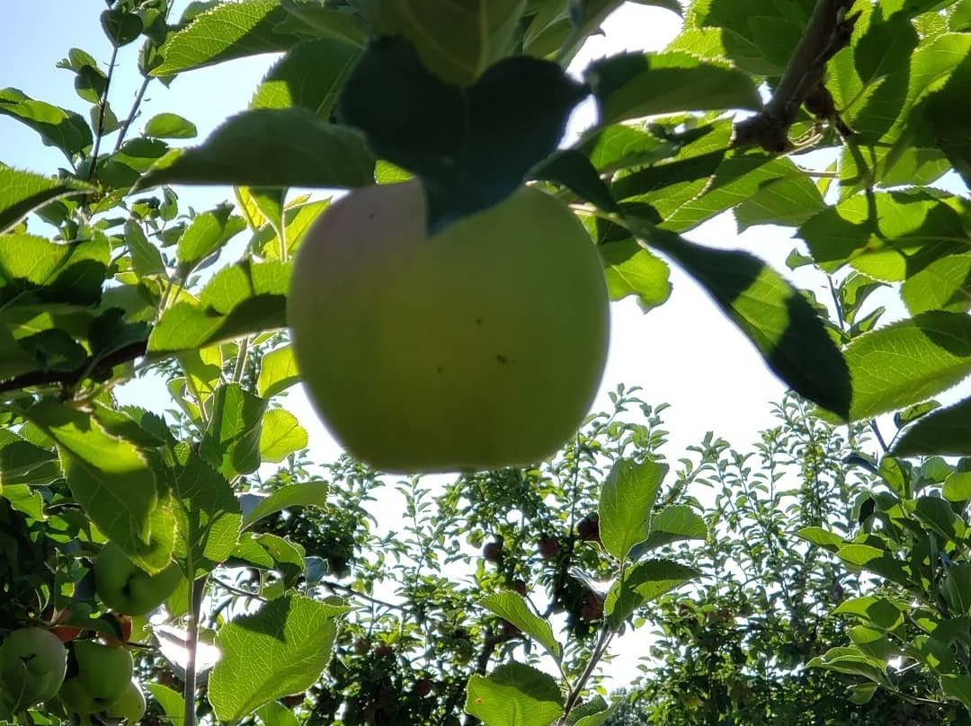 Cider Hill Farm景点图片