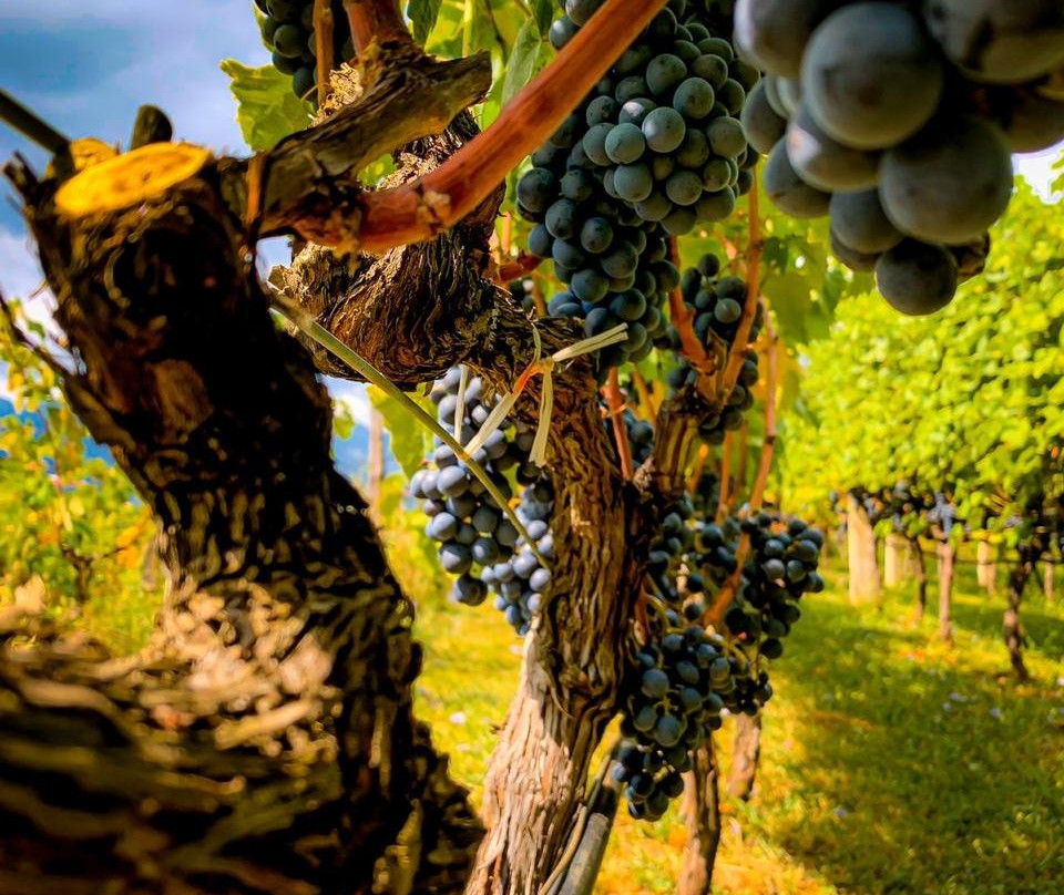 Wine tasting - Winery DSM Pejanovic-Limljani必去景点