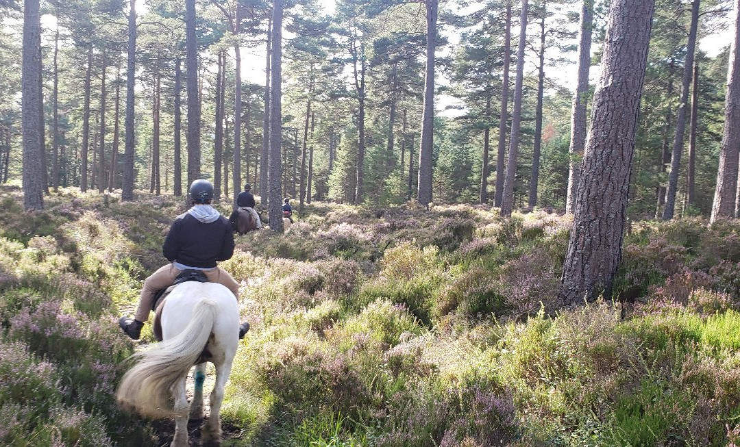 Glen Tanar National Nature Reserve-Aboyne必去景点
