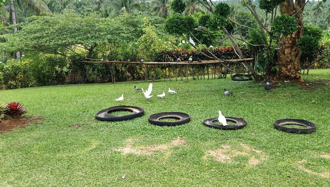 Canaan Hill Farms-Caibiran必去景点