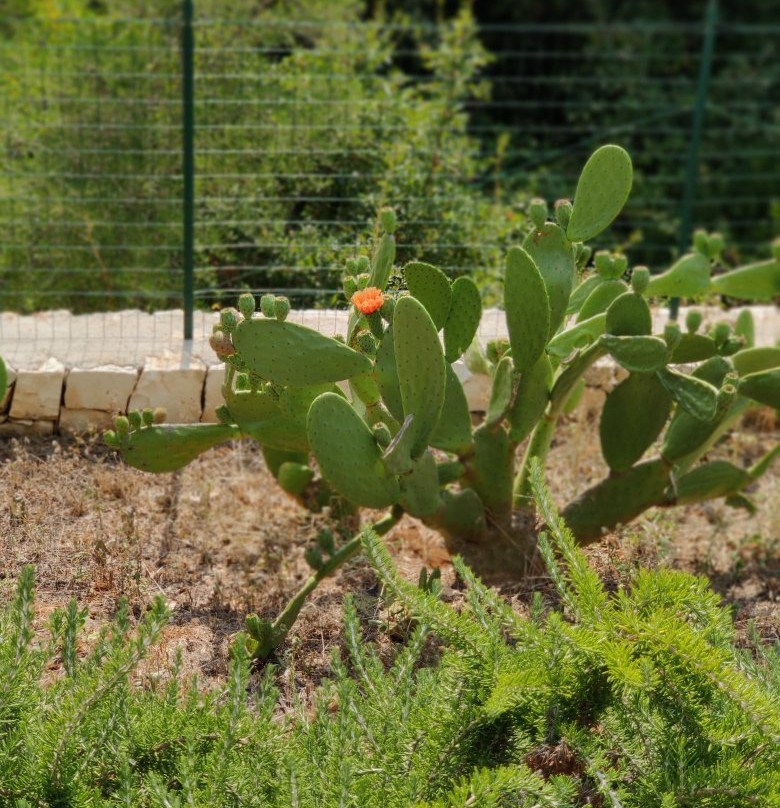 Marinelli旅游攻略图片