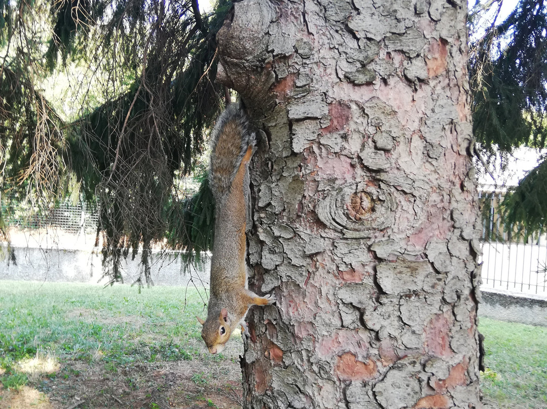 Bosco di Legnano (Parco Castello)景点图片