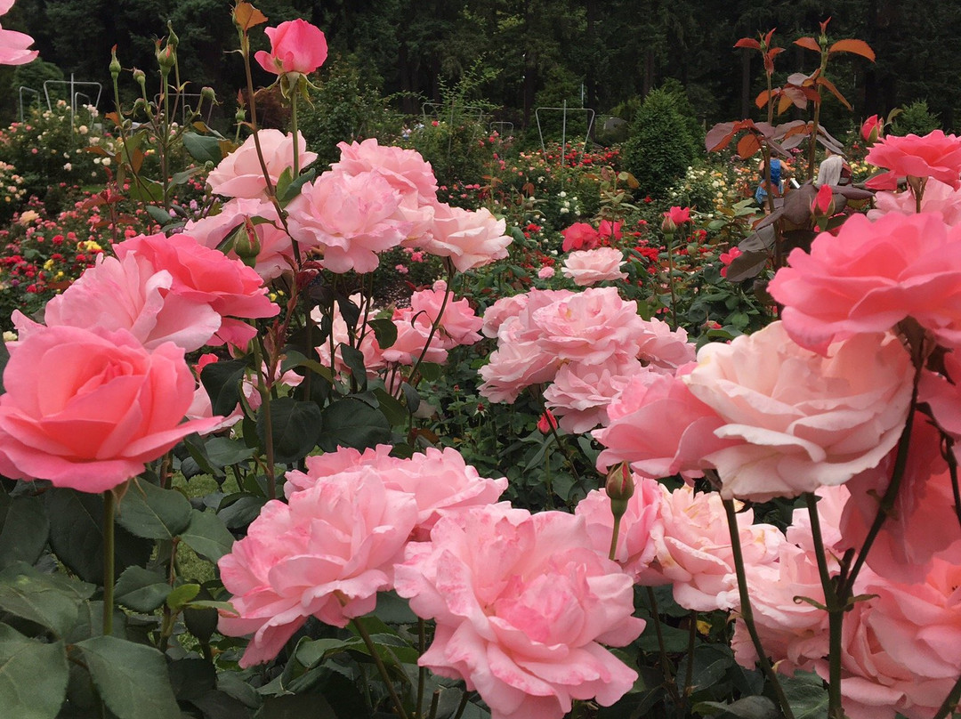 国际玫瑰试验园景点图片
