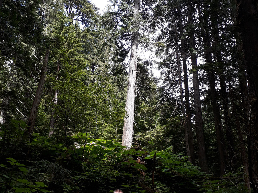 Giant Cedars Boardwalk Trail-雷夫尔斯托克必去景点