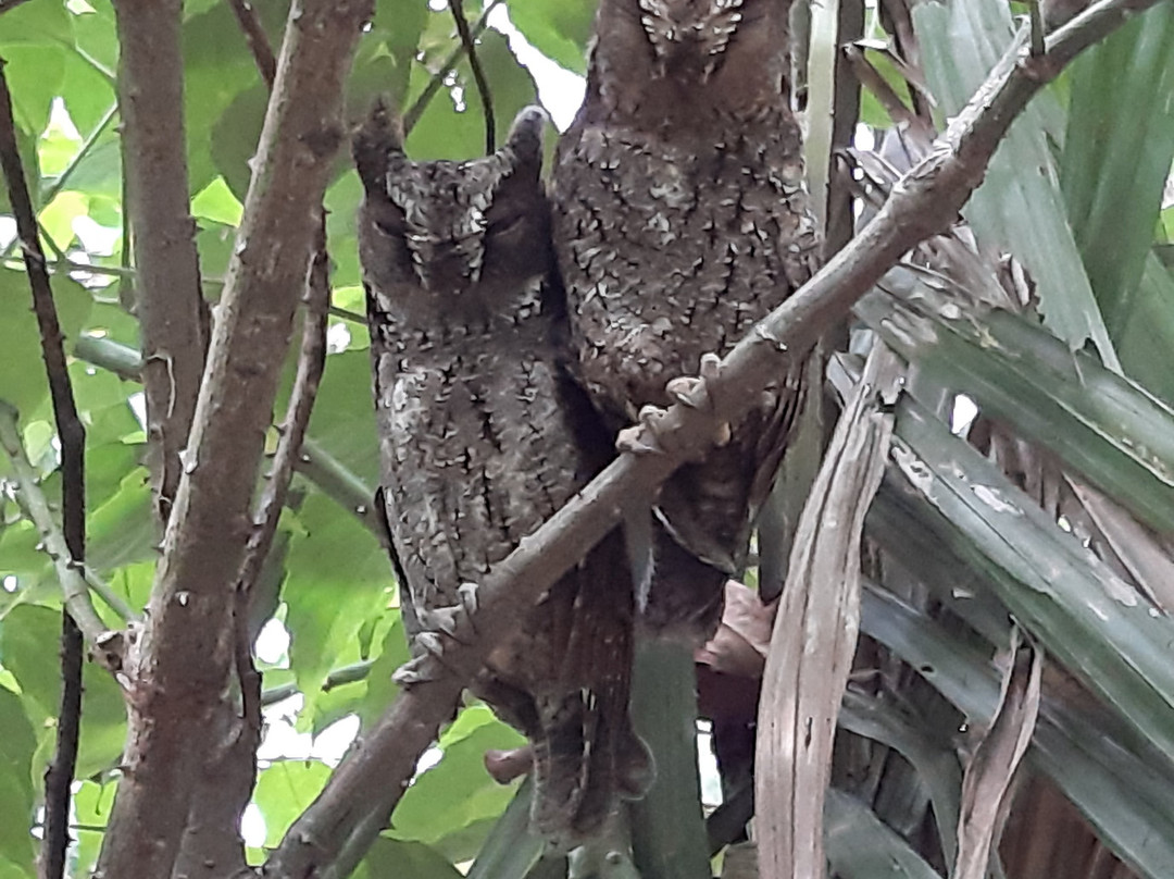 Tangkoko Wildlife Tour景点图片