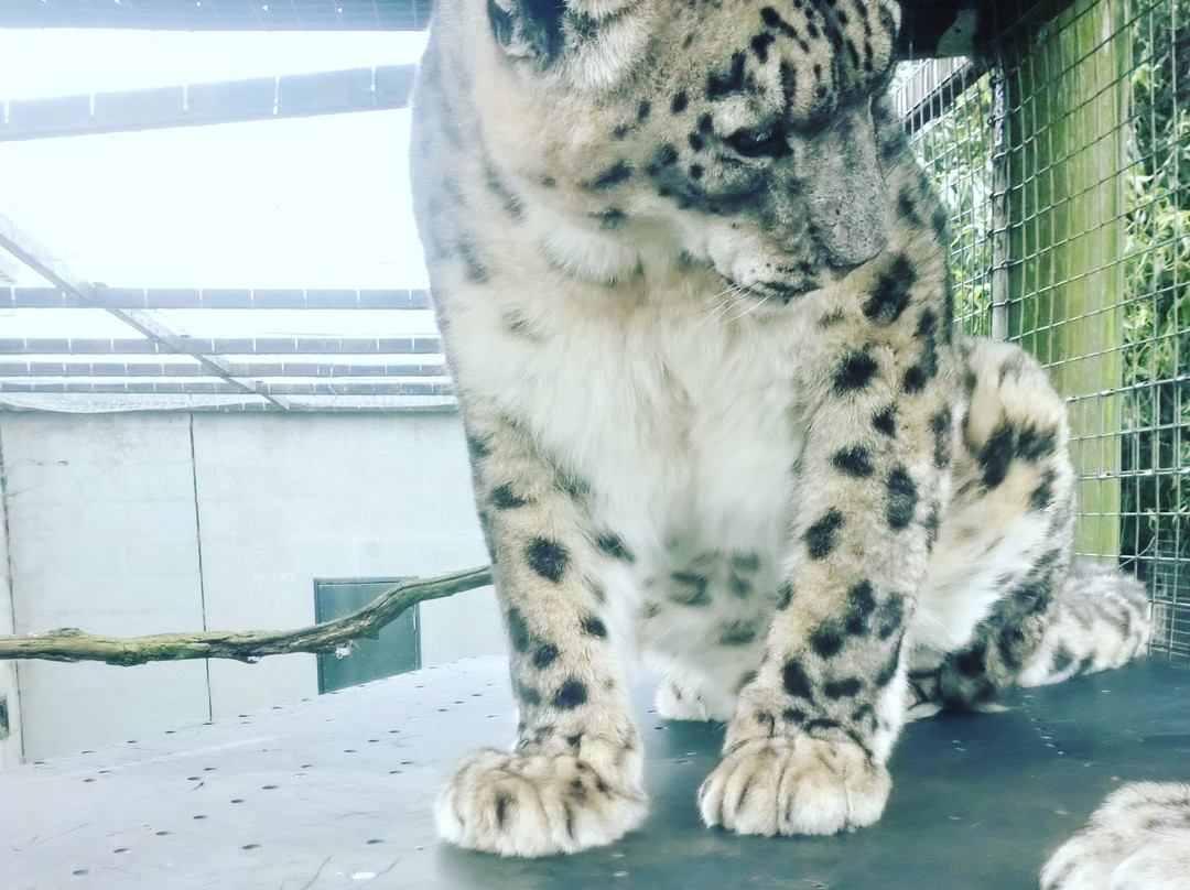 Cat Survival Trust-Welwyn必去景点