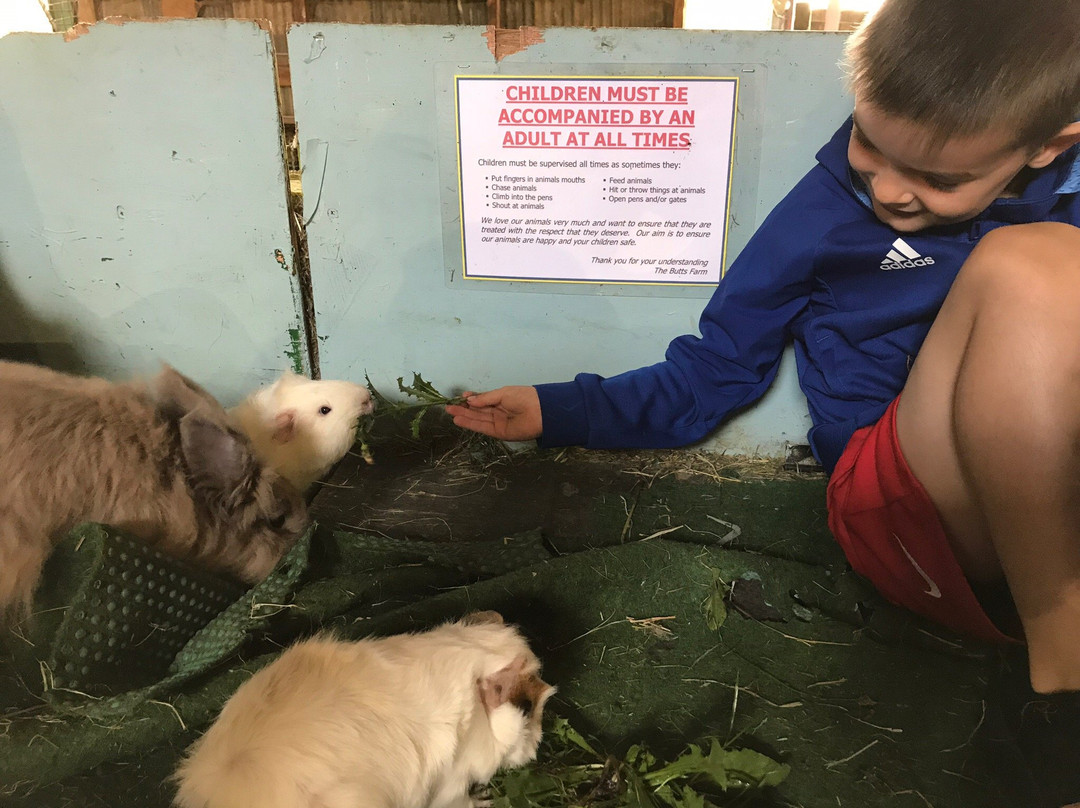 The Butts Farm Rare Breeds, Farm Shop and Tea Room-南塞尔尼必去景点