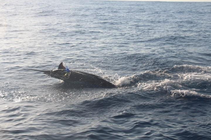 Captain Tom's Big Game Sportfishing景点图片
