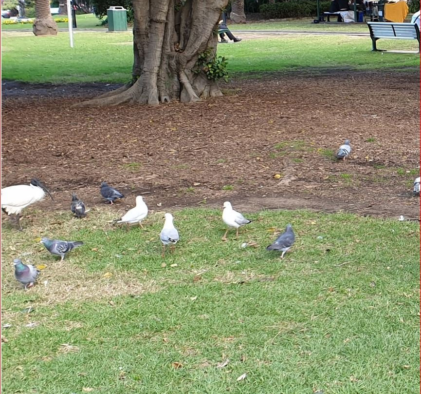 Burwood Park景点图片