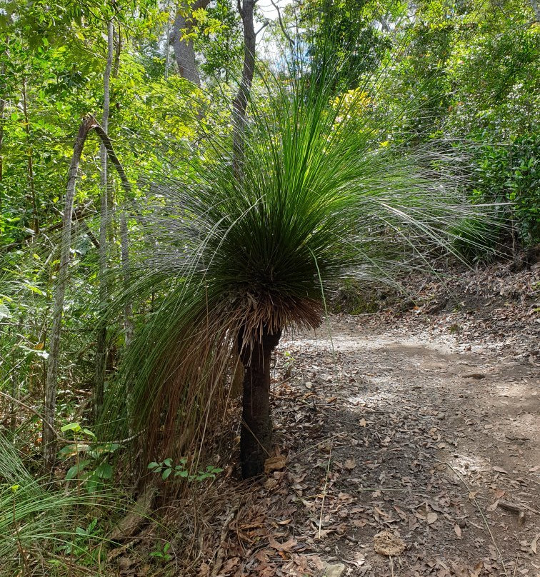圣灵降临节大游行-艾尔利滩必去景点