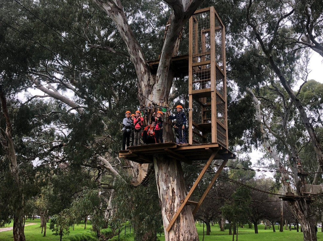 TreeClimb Adelaide景点图片