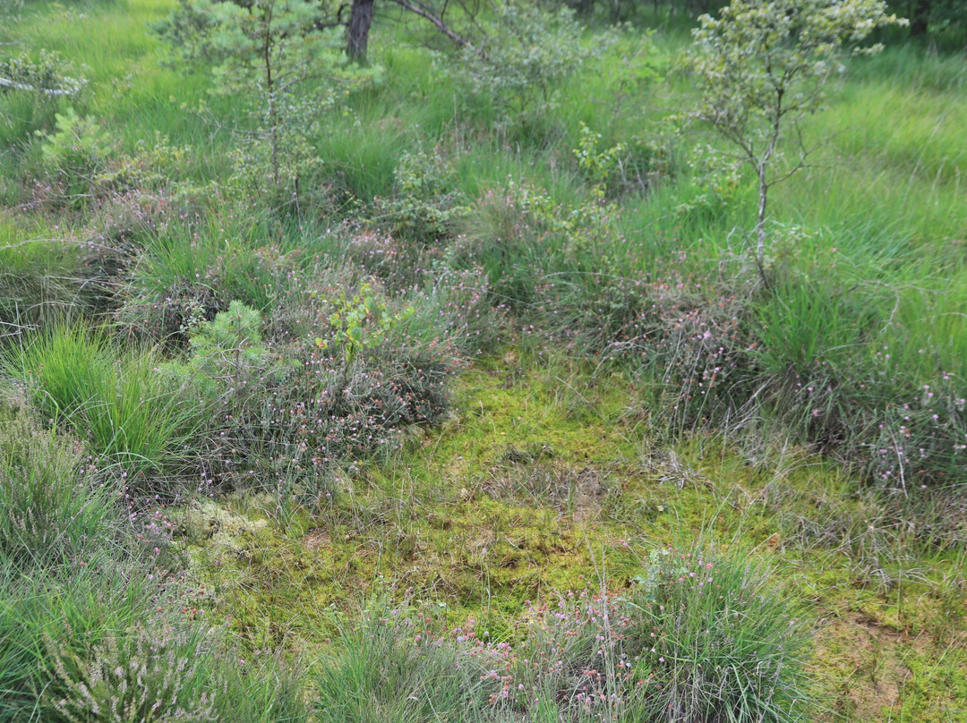 Moor bei Niedersandhausen-Osterholz-Scharmbeck必去景点