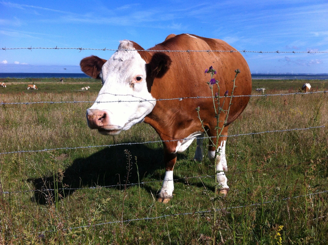 Skåneleden-斯科讷必去景点
