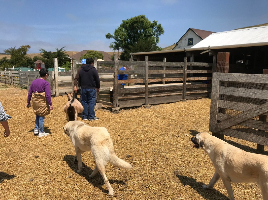 Harley Farms Goat Dairy-佩斯卡德罗必去景点