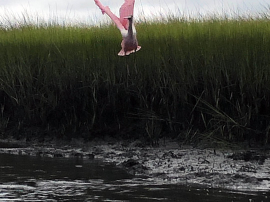 Castaway Island Preserve-杰克逊维尔必去景点