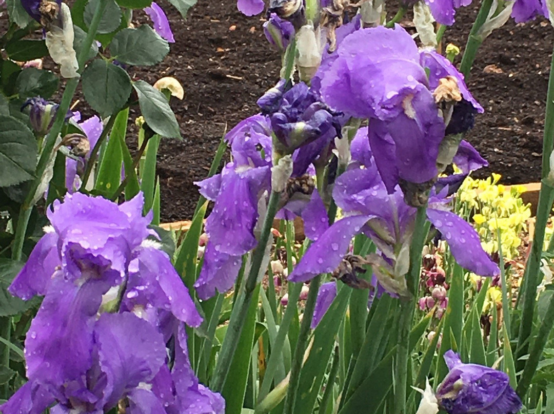 Lambley Gardens & Nursery-Ascot必去景点