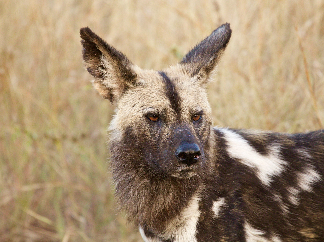 Flight of the Eagle Safaris & Tours-三图里恩必去景点