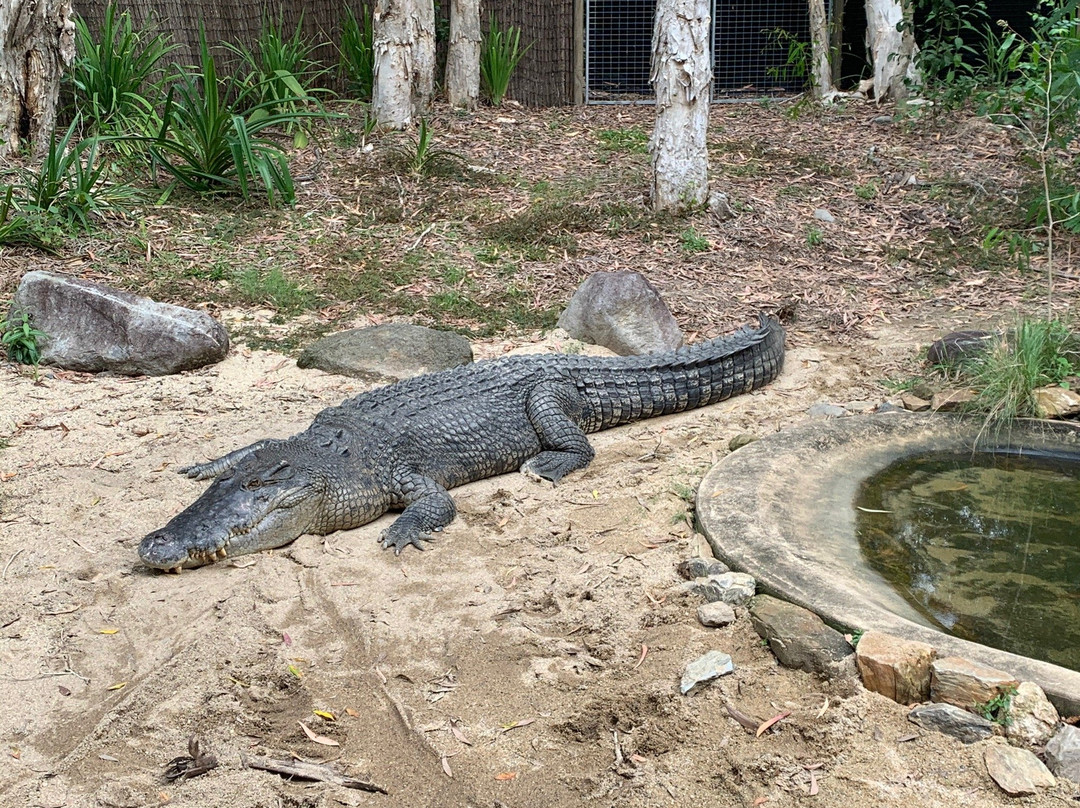 Hartley's Crocodile Adventures景点图片