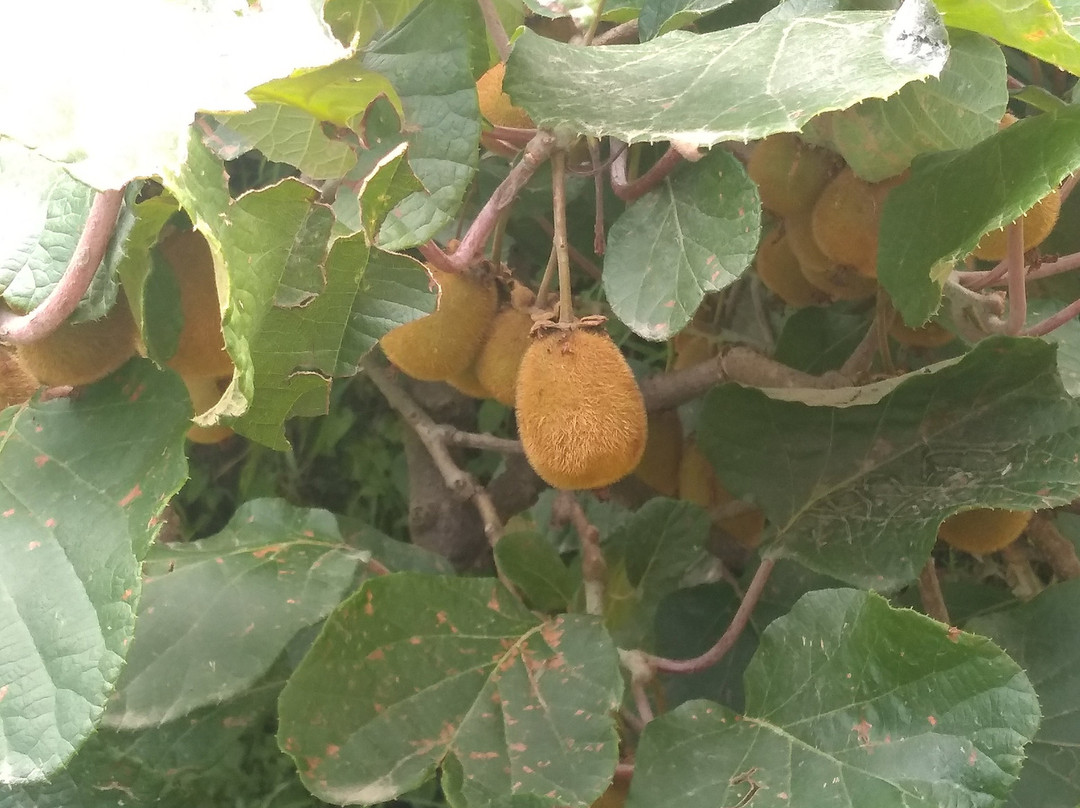 Stay Inn Kausani主图