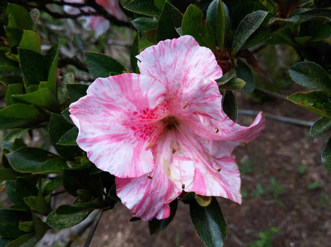 The center of Azalea foundation in Kurume city (Tsutsuji Center)景点图片