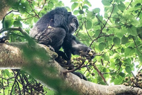 Budongo Forest-Western Region必去景点