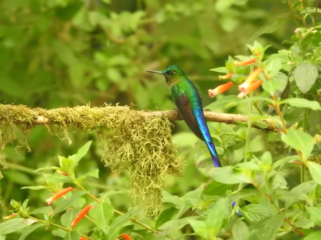 Gualea酒店住宿-Santarosa Bird Lodge