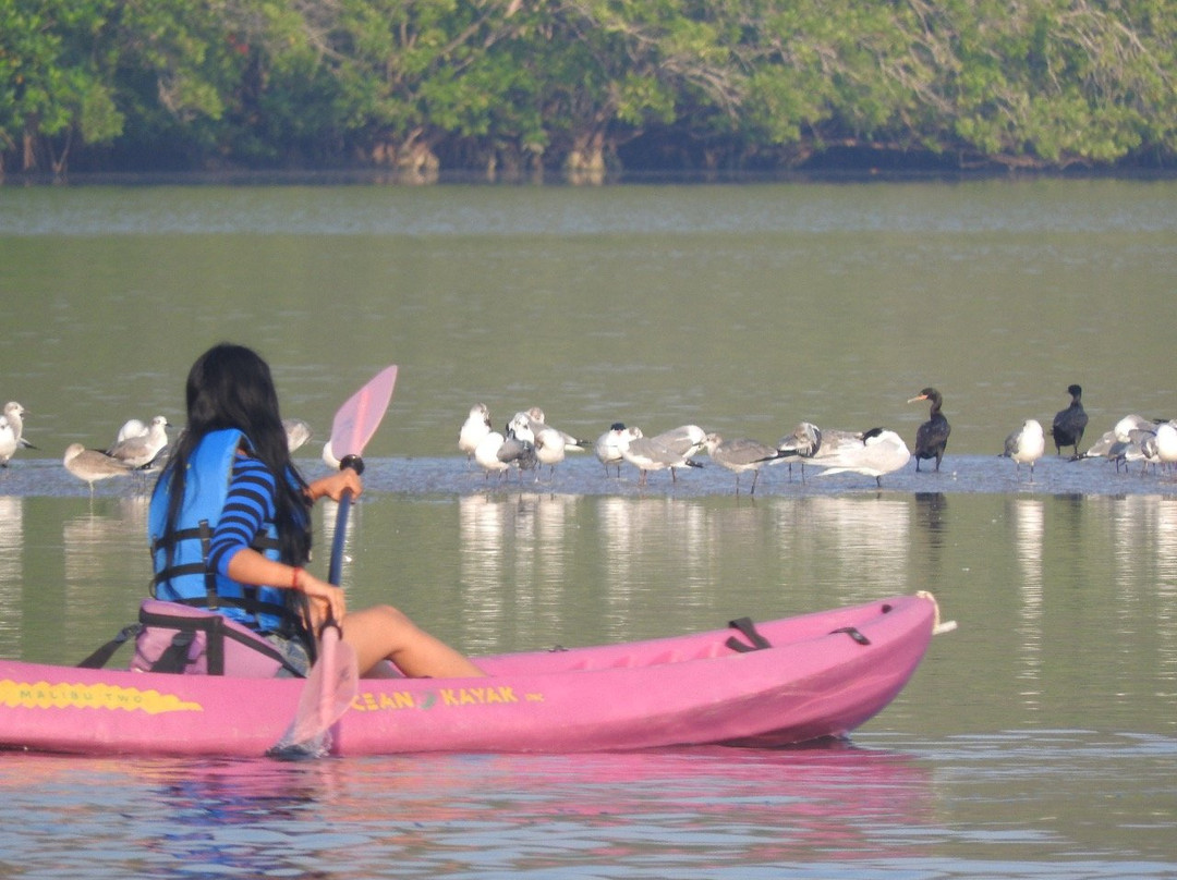 Kayak Manzanillo景点图片