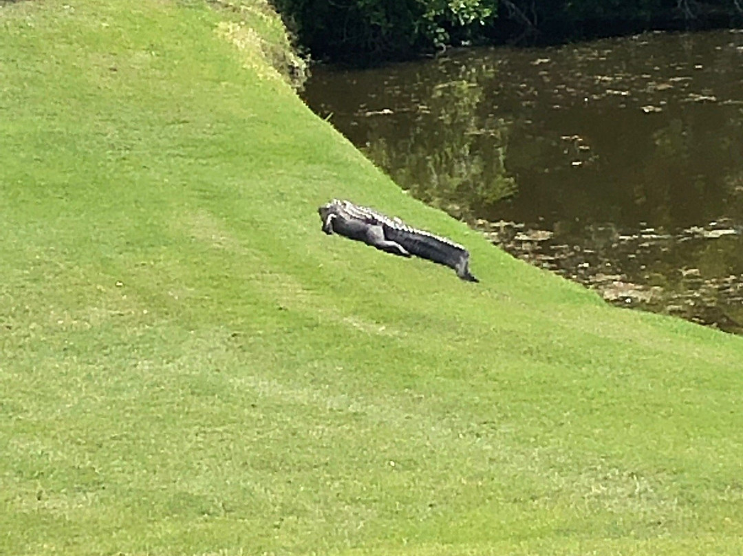 Wild Dunes Resort Golf-棕榈岛必去景点