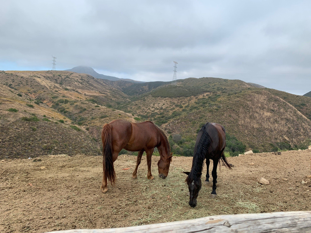 All the Pretty Horses of Baja - Rescue and Rides景点图片