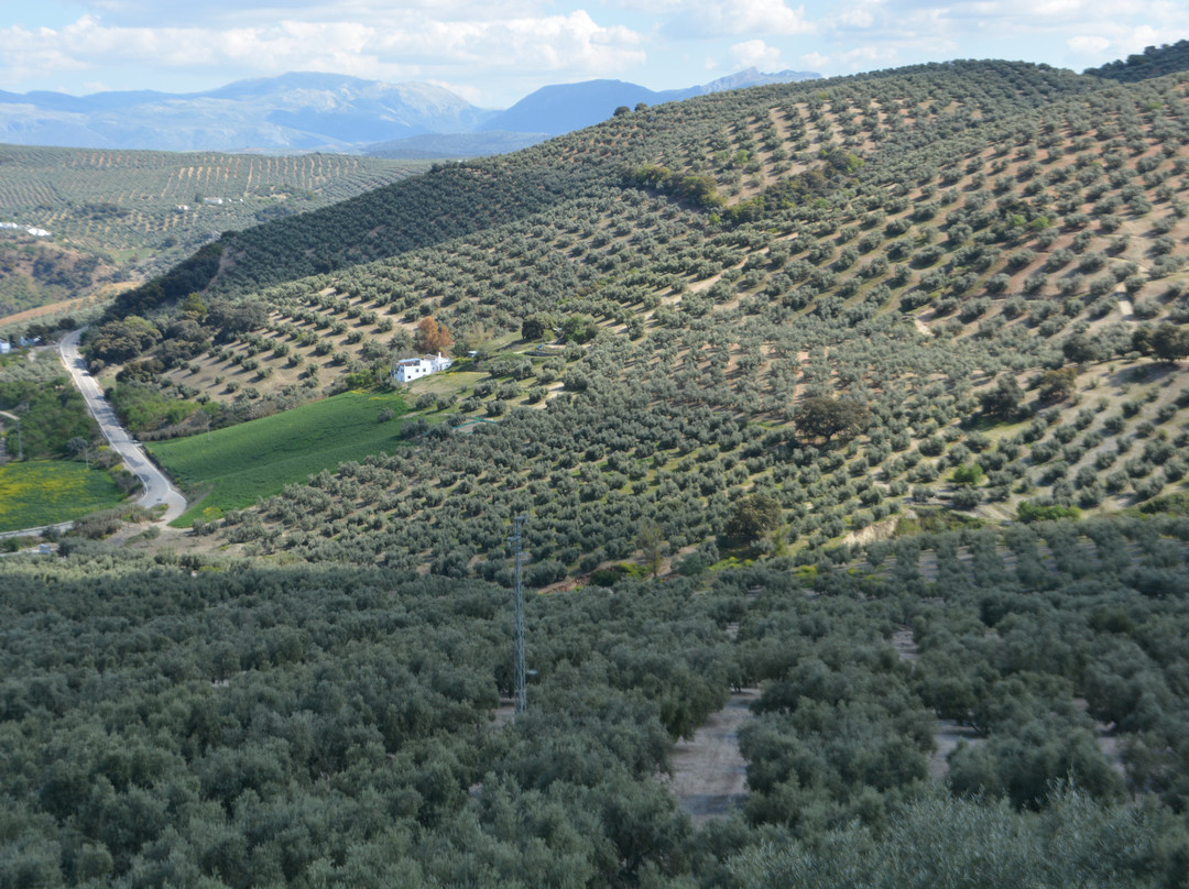 Cortijo La Haza主图