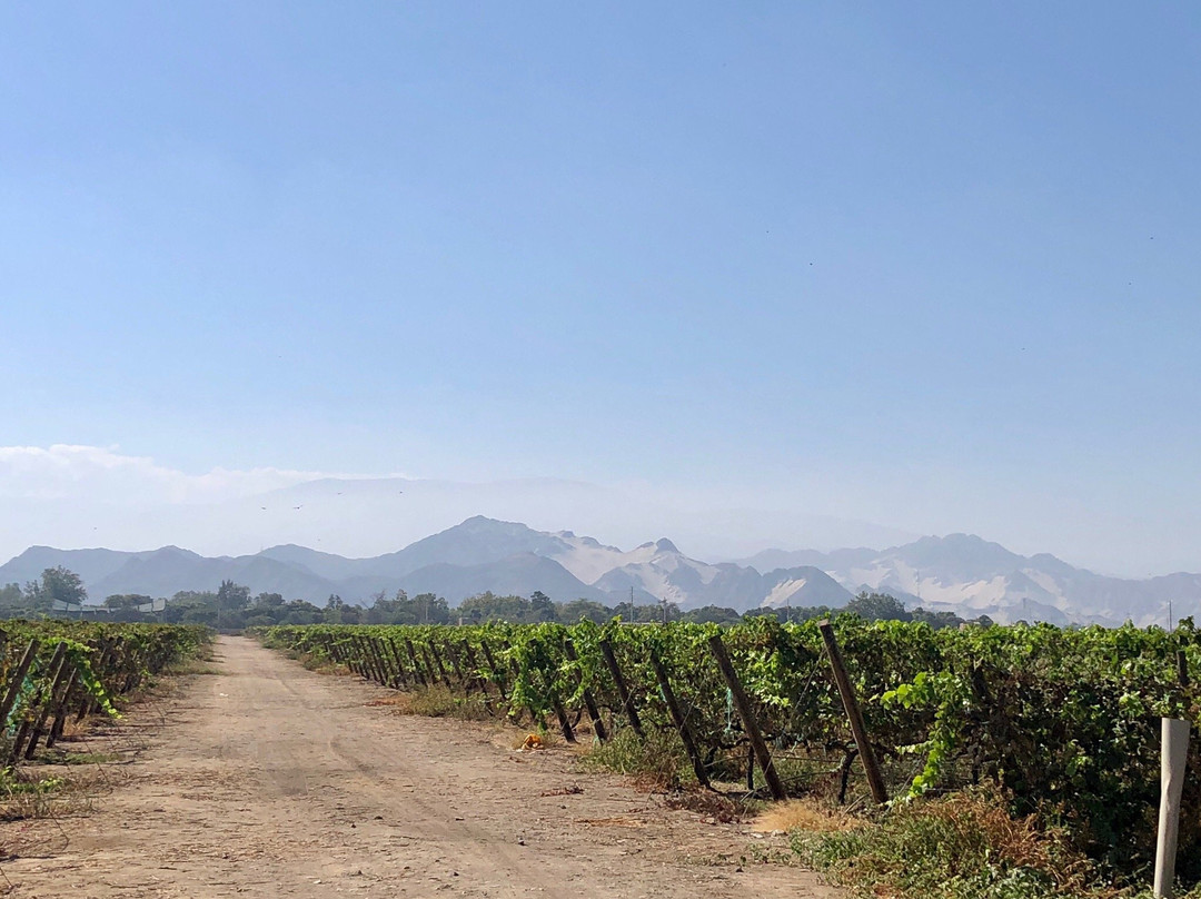 Bodegas Vista Alegre-伊卡必去景点