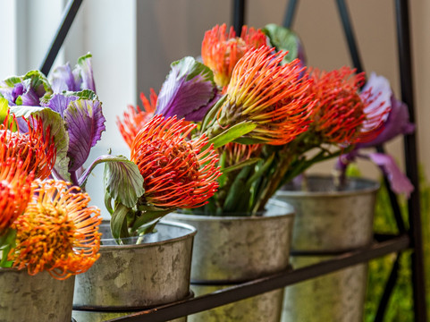 Flowers by EA-普罗维登西亚莱斯必去景点