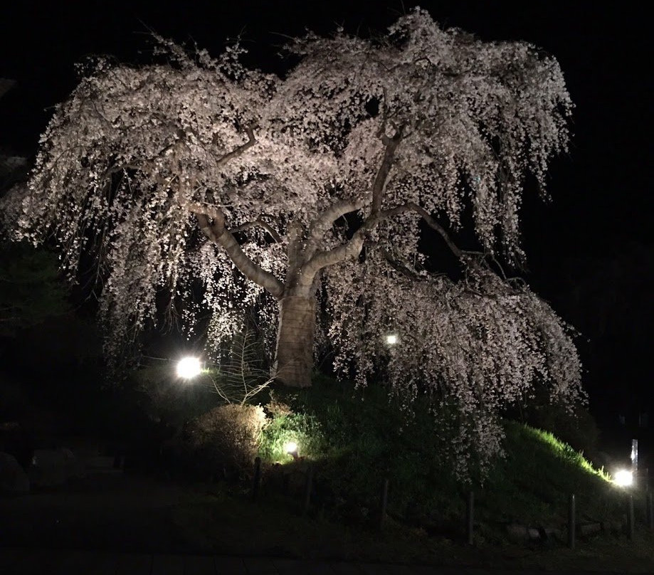 Horike Weeping Cherry Tree景点图片