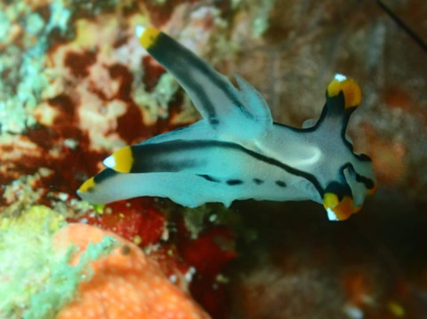 Puahele Diving Tour-奥斯洛布必去景点