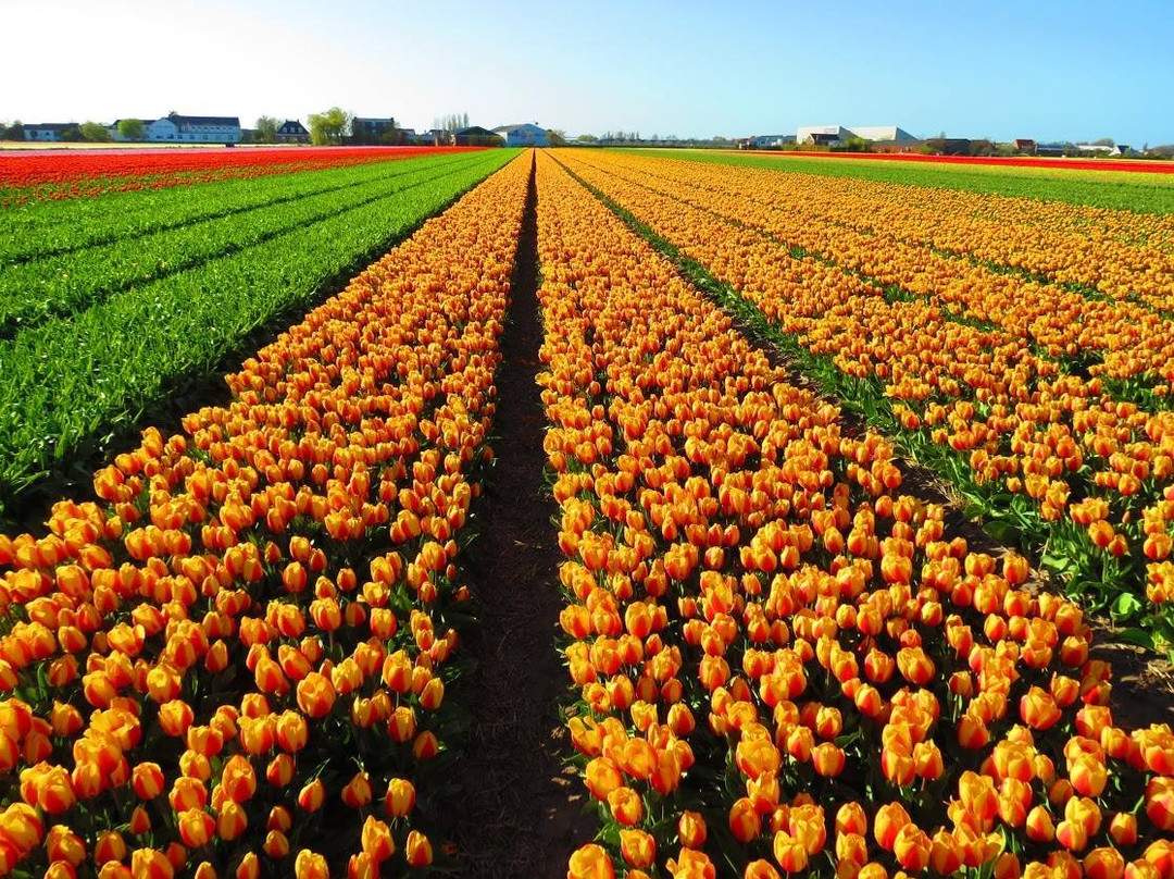 Harry's Tours Holland景点图片