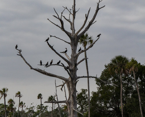 Osprey Guide Services - Tours-Yankeetown必去景点