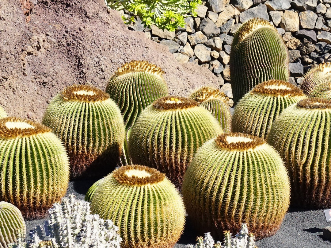 Jardin de Cactus景点图片