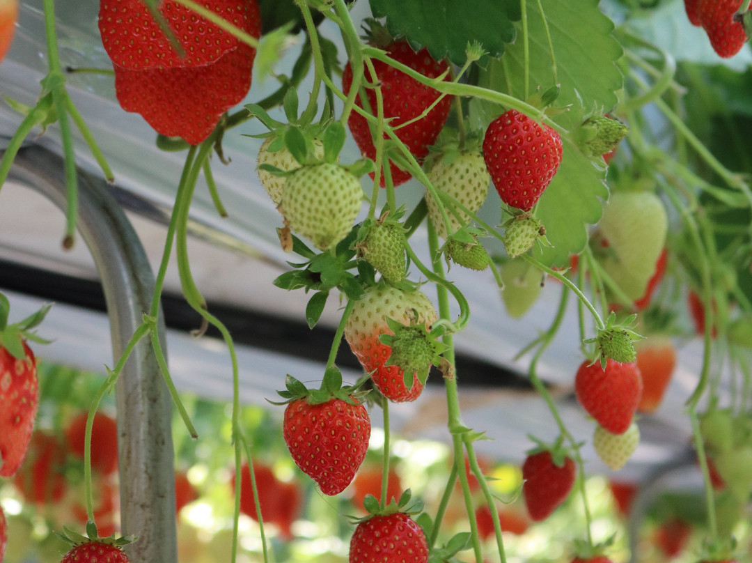 Watanabe Strawberry Farm-君津市必去景点