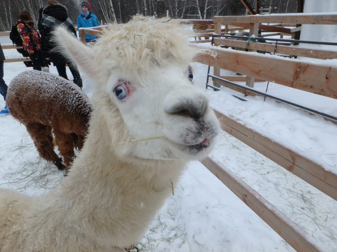 Alpagas du Domaine Poissant-Mont-Saint-Hilaire必去景点