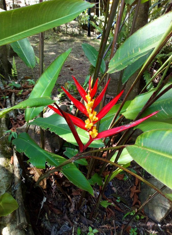 El Topacio-卡利必去景点