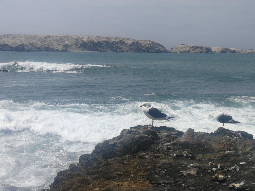 Isla Foca-Piura必去景点