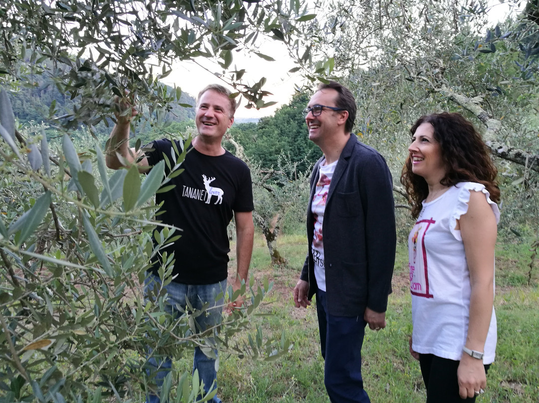 Agriturismo Tananei - Extra Virgin Olive Oil experience景点图片