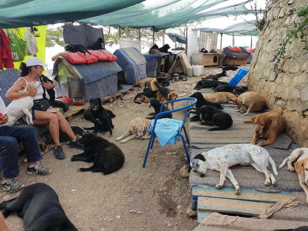 Zarkovica Animal Shelter景点图片