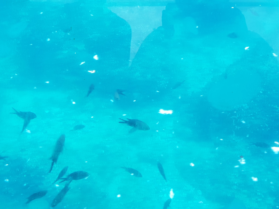 Aquavision Glassboat Katamaran景点图片