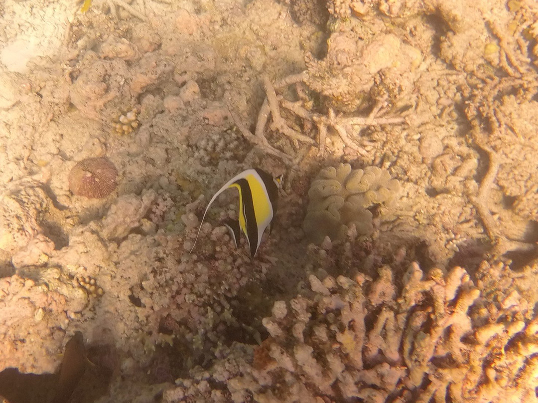 Opal Reef-道格拉斯港必去景点