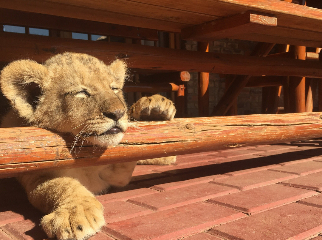 Boskoppie Lion & Tiger Reserve-Kroonstad必去景点