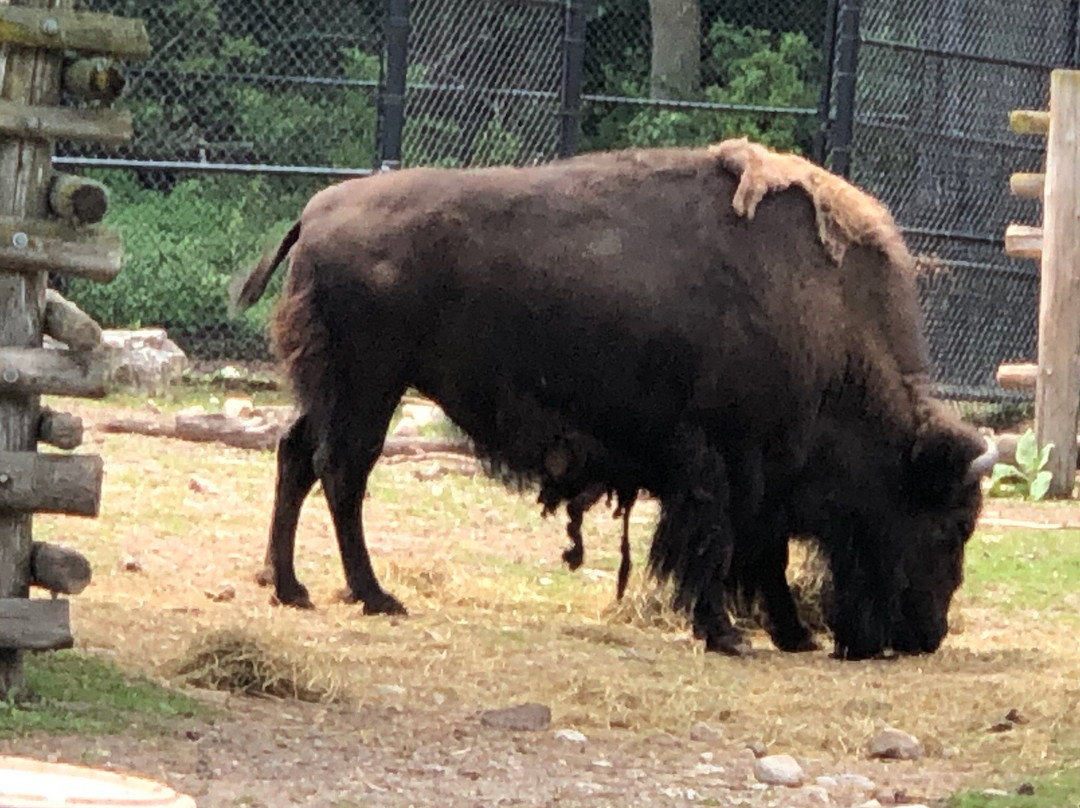 Lincoln Park Zoo景点图片